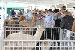 Turystyczno-Ogrodniczych LATO NA WSI w ramach Regionalnej Wystawy Zwierząt Hodowlanych