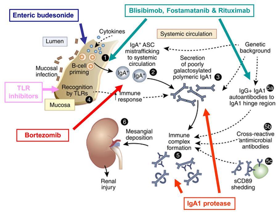 NEFIGAN (RCT) BRIGHT-SC, SIGN, RITUXIMAB IN IgAN * BORTEZOMIB IN IgAN * blisibimob: inh. BAFF fosfamatanib: inh.