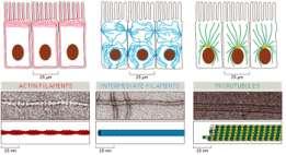Składniki cytoszkieletu Szkielet komórki aktynowe pośrednie
