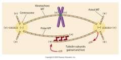 Białka motoryczne - kinezyna a) transport wewnątrzkomórkowy Kinezyna - białka przemieszczają się w kierunku końca plus mikrotubuli (od centrosomu, na zewnątrz) kinezyna Wodniczki lub organelle