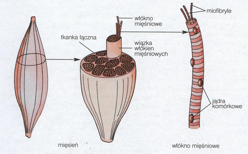Budowa