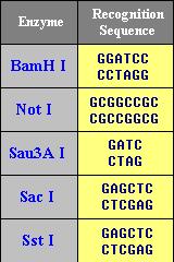 Niektóre enzymy pochodzące z różnych bakterii rozpoznają identyczne sekwencje, są to tzw.