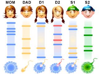 Zastosowanie enzymów w analizie polimorfizmu DNA zróżnicowania genetycznego RFLP restriction fragment length polymorphism (różnice w długości fragmentów restrykcyjnych tworzonych po cięciu DNA