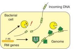 Odkrycie enzymów restrykcyjnych 1962 r. Arber i Dussoix wyjaśnili zjawisko restrykcji ograniczenie rozwoju fagów w E. coli.