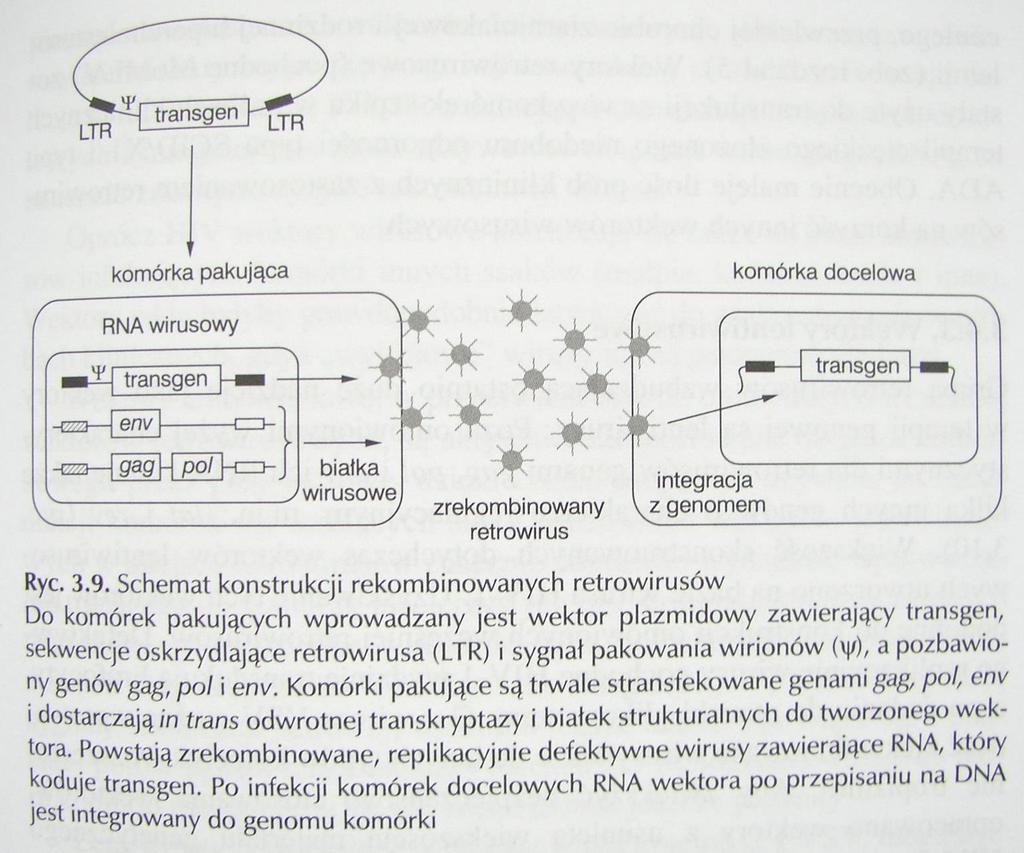 wektory wahadłowe rekombinuje się w bakteriach np. E.