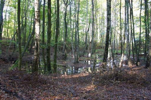 Stan siedliska oceniano też w ramach powszechnej inwentaryzacji Fot.: Brzezina bagienna na Bagnie Kusowo przyrodniczej Natura 2000.