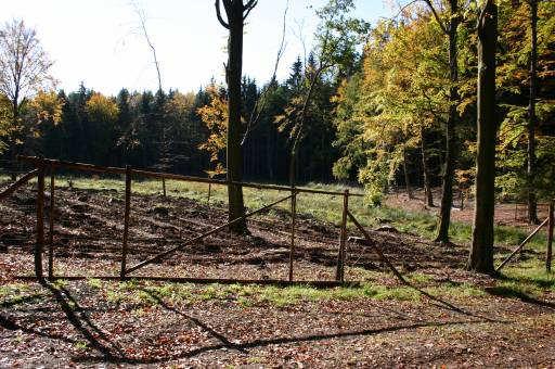 Zakłada to normalne funkcjonowanie ekosystemu leśnego, który jest przecież lasem zagospodarowanym i z którego poza jego ochroną czerpie się korzyści materialne.