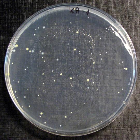 coli Próbka badana E.coli Kontrola S.