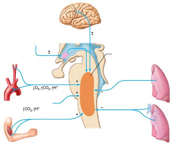 Regulacja oddychania wyższe ośrodki mózgowe - kontrola oddychania zależna od woli inne receptory (np.