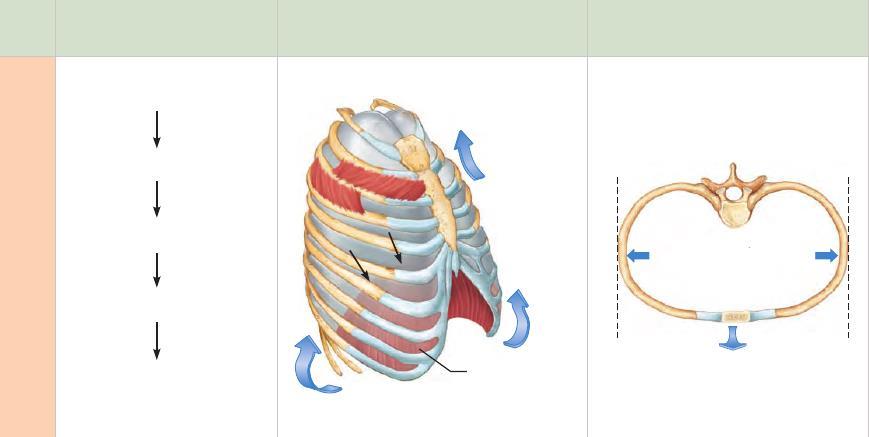 Wdech sekwencja zdarzeń Skurcz mięśni oddechowych (obniżenie przepony, uniesienie żeber) zmiany rozmiarów klatki piersiowej zmiany rozmiarów klatki piersiowej widok z góry zwiększenie
