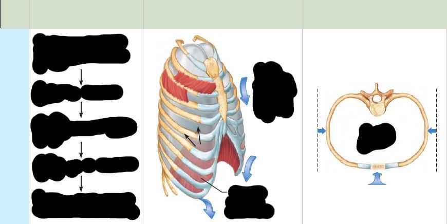 Wydech sekwencja zdarzeń zmiany rozmiarów klatki piersiowej zmiany rozmiarów klatki piersiowej widok z góry rozluźnienie mięśni oddechowych (podniesienie przepony, obniżenie żeber) zmniejszenie