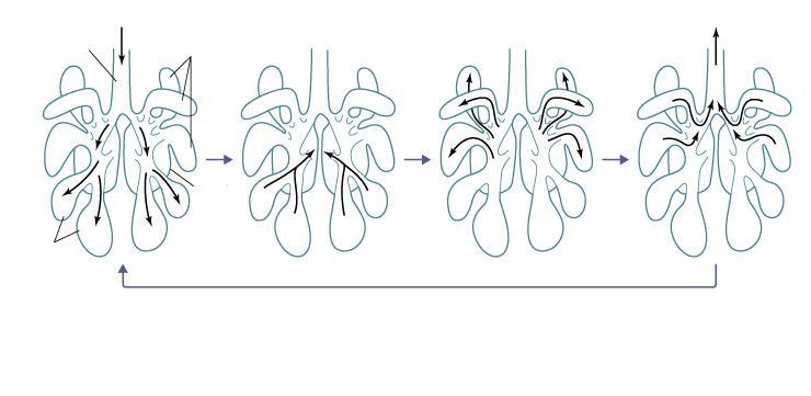 Cykl wentylacji u ptaków Pełen cykl trwa dwa wdechy i dwa wydechy Przepływ przez płuca jest jednokierunkowy tchawica przednie worki powietrzne płuco tylne worki powietrzne Pełen cykl wentylacji płuc