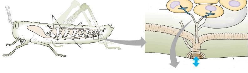 Układ oddechowy owadów Tchawki rozgałęzione rurki wypełnione powietrzem Przetchlinki ujście tchawek na powierzchni ciała Tracheole