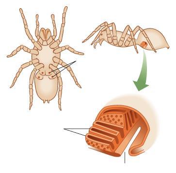 Płucotchawki u pajęczaków Nazywane też płucami blaszkowymi (książkowymi) Dwie pary Zbudowane z 10 do 100 blaszek