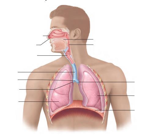 Układ oddechowy człowieka jama nosowa nozdrza jama ustna gardło tchawica