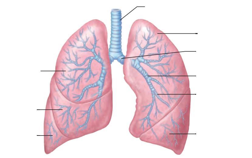 Doprowadzenie powietrza do płuc tchawica lewy płat górny lewe oskrzele główne (pierwszorzędowe) prawy płat górny