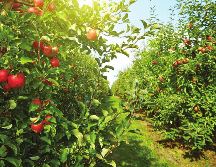 ISSN 2543 6864 Fachowe i bezstronne czasopismo dla producentów rolnych UPRAWY UPRAWY Fachowe i bezstronne czasopismo dla producentów rolnych w praktyce w praktyce Ochrona roślin i nawożenie