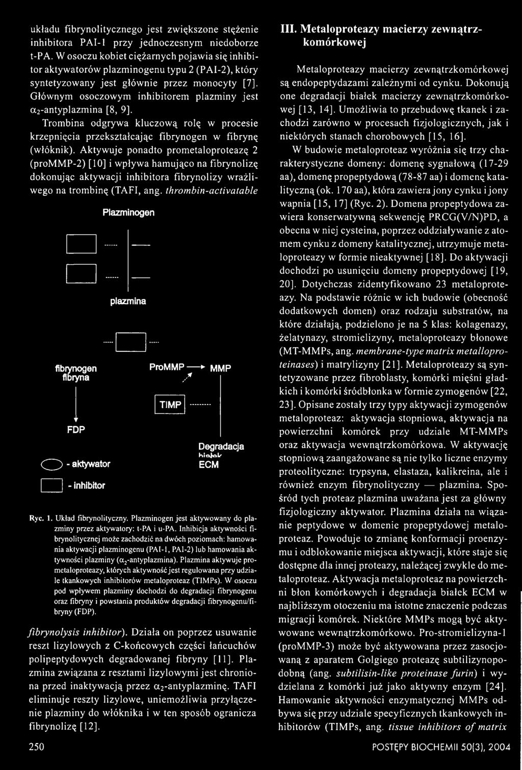 thrombin-activatable Plazminogen plazmina fibrynogen ProMMP MMP fibryna / y FDP O -a k ty w a to r - inhibitor TIMP Degradacja K i a j a l r ECM Ryc. 1. Układ fibrynolityczny.