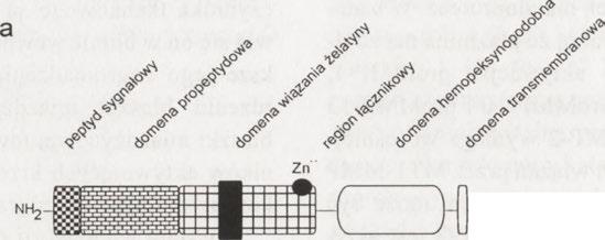 COOH dom ena katalityczna kolagenazy że la tyn a zy strom ielizyny M M P s typu błonow eg o m atrilizyny Ryc. 2. Schemat struktury metaloproteaz.