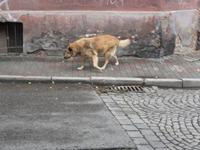 publicznego - w szczególności na chodnikach, jezdniach, placach, parkingach, terenach zielonych, itp.