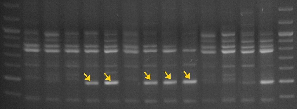 M 1 2 3 4 5 6 7 8 9 10 11 12 13 M Fot. 1. Produkty uzyskane w wyniku amplifikacji DNA mieszańców Avena sativa L. Avena sterilis L. oraz form rodzicielskich przy użyciu startera V-15.