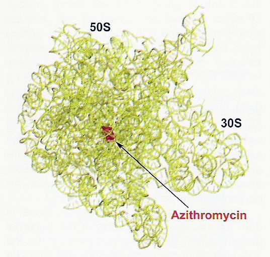 Azitromycyna Antybiotyk makrolidowy (makropierścień