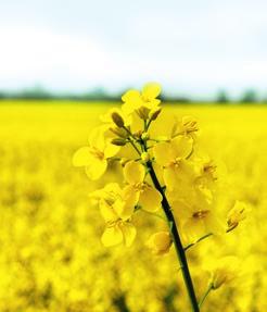 ES NECTAR ZDROWOTNOŚĆ, ZIMOTRWAŁOŚĆ, JAKOŚĆ RZEPAK OPIS Odmi