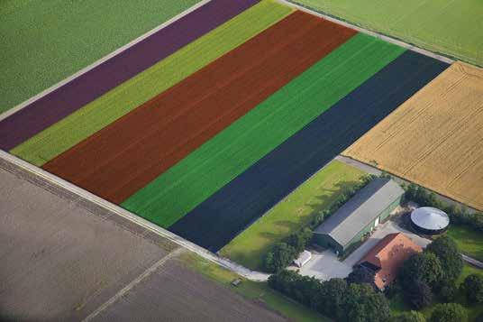 11 CENTRA TECHNOLOGICZNE DEKALB 700 HA DOŚWIADCZEŃ W EUROPIE 1000 DANYCH PUNKTOWYCH DLA KAŻDEJ ODMIANY MIESZAŃCOWEJ W każdym sezonie w Europie Centra Technologiczne DEKALB