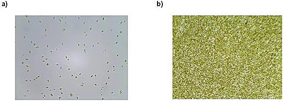 Tabela 2.Wykaz parametrów fizyko-chemicznych oznaczanych w hodowli Table 2. Physicochemical parameters determined in the culture Lp.