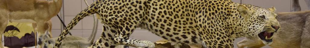 SOCHA, PRACOWNIA PREPARATORSKA TAXIDERMY K.WNĘCZAK, STOWARZYSZENIE KLUB SAFARI, GUNBROKER.