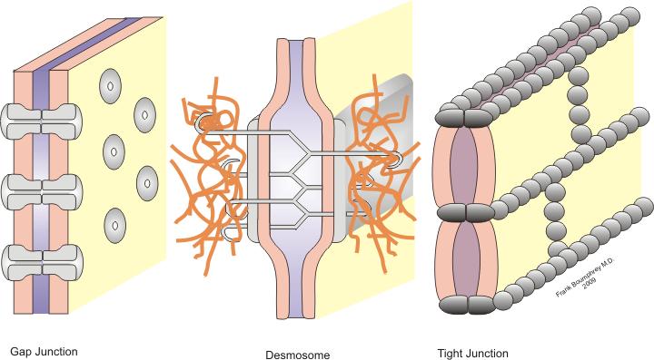 Komórki tkanki nabłonkowej tworzą zwarty układ i ściśle przylegają do siebie (dzięki obecności połączeń