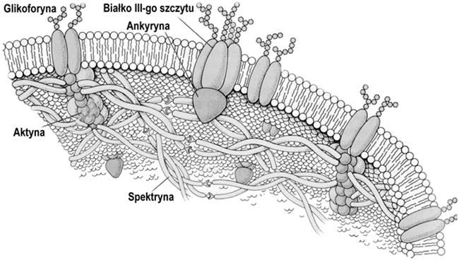 30% związany z hemoglobiną KOMÓRKI OSOCZE