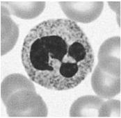L E U K O C Y T Y Neutrofile fagocytują i zabijają bakterie GRANULOCYTY (neutrofile, eozynofile, bazofile) zawierają dużą ilość