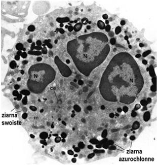 (limfocyty, monocyty) zawierają niewielką ilość ziarn azurochłonnych jądro niesegmentowane mogą się dzielić i różnicować krótki