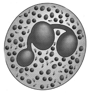12 μm segmentowane jądro ubogie organelle bardzo liczne ziarnistości swoiste i azurochłonne Zdolne do: ruchu pełzakowatego