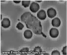 Etapy migracji leukocytów przez ścianę naczynia: Ziarna gelatynazowe gelatynaza metaloproteinazy lizozym Pęcherzyki