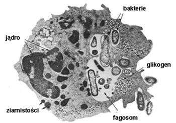 Zabijanie i trawienie bakterii wybuch tlenowy fuzja ziarn z fagosomem zabicie