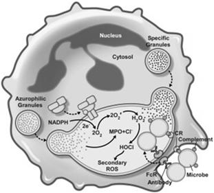 NADPH-oksydaza: tworzenienie O 2ˉ* i H 2 O 2 mieloperoksydaza: H 2 O 2 + jony