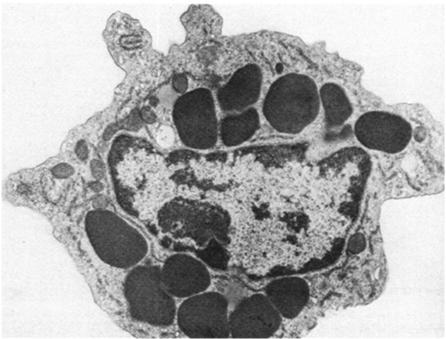 Bazofile są podobne morfologicznie i czynnościowo do mastocytów, ale stanowią odrębną populację komórek