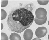 tkanek, gdzie przekształcają się w makrofagi lub komórki prezentujące antygen Płytki krwi inicjują