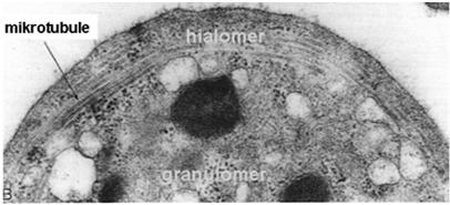 azurochłonne zdolność do fagocytozy średnica 2-4 μm brak jądra strefa obwodowa (hialomer) - mikrotubule