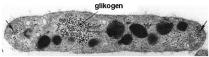 ) - gęsty system tubularny (magazynuje jony Ca 2+ ) strefa centralna (granulomer) - organelle i ziarna