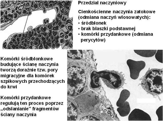 macierzyste) w jego obrębie grupy dojrzewających komórek krwi i