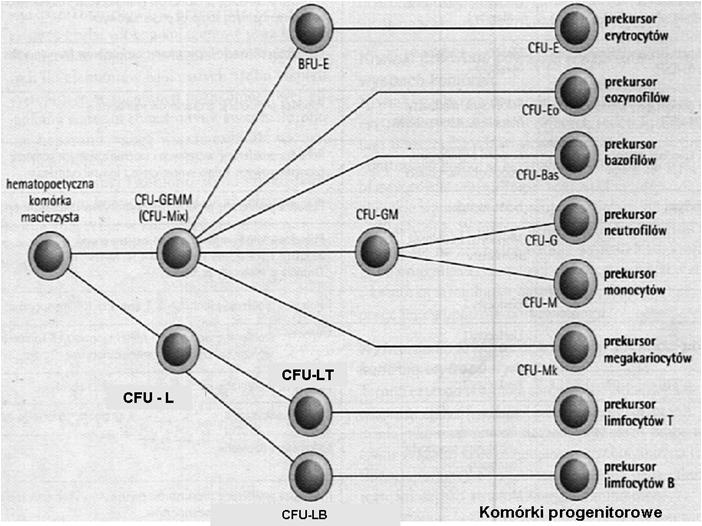 Wszystkie komórki krwi wywodzą się z