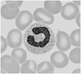 trombopoezy) megakarioblast promielocyt