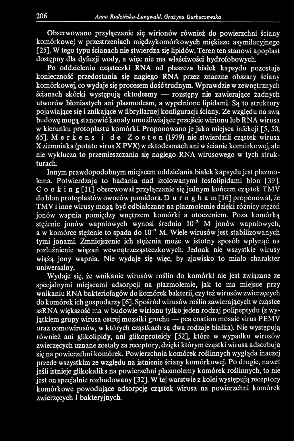 Są to struktury pojawiające się i znikające w fibryllarnej konfiguracji ściany.