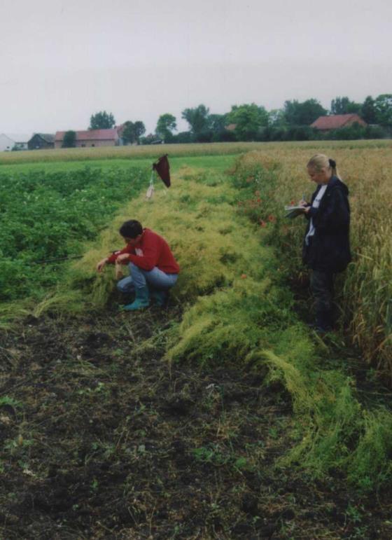Tradycyjna