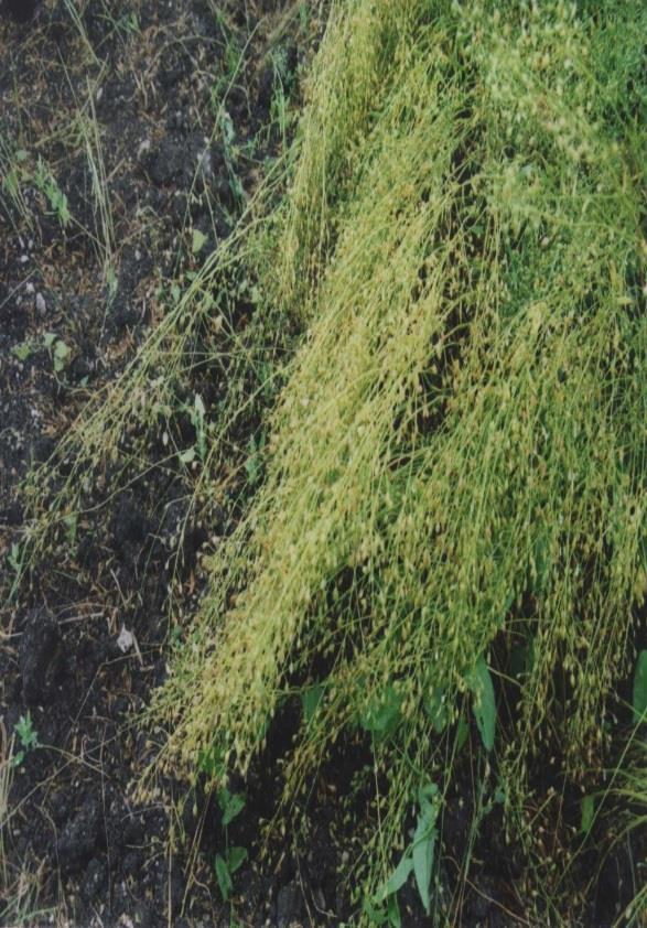 Camelina