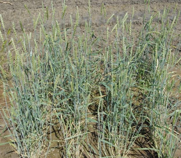 Triticum