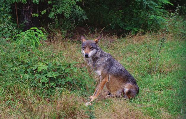 Fauna Fauna Parku jest dość uboga co wynika z jego niewielkiej powierzchni. Najliczniej występują tutaj zwierzęta związane z siedliskami leśnymi (sarny, wilki, dziki).